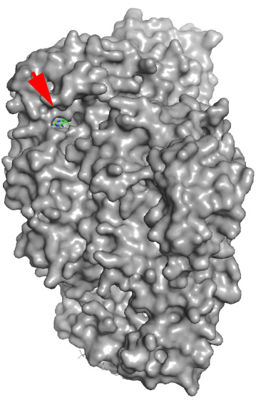 HIV reverse transcriptase complex